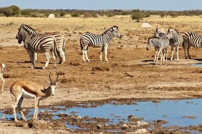 Springbok and zebra at waterhole in the Kalahari Desert, Botswana